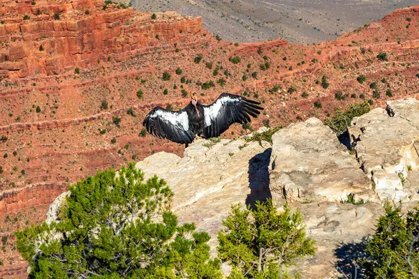 California Condor Parque Nacional Del Gran Cañón Día Soleado Arizona —  Fotos de Stock