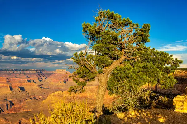 Single Tree Grand Canyon National Park Powell Point Sunset Arizona — Stock Photo, Image