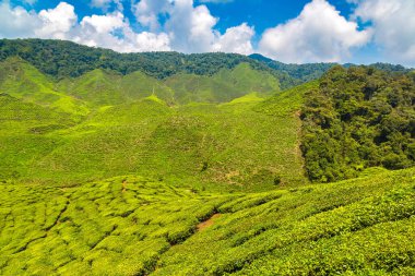 Güneşli bir günde çay tarlalarının panoramik manzarası