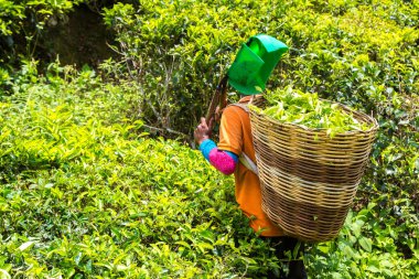 Cameron Highlands, Malezya 'da çay tarlasında çay yaprağı toplayan bir işçi.