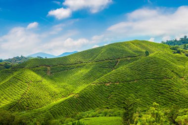 Güneşli bir günde çay tarlalarının panoramik manzarası