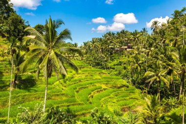Bali, Endonezya 'da Tegallalang pirinç tarlası güneşli bir günde