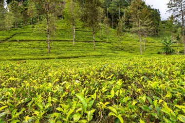 Nuwara Eliya, Sri Lanka 'daki çay tarlalarında yeşil çay tomurcukları ve taze yapraklar.