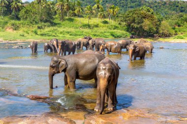 Sri Lanka 'daki nehirde fil sürüsü