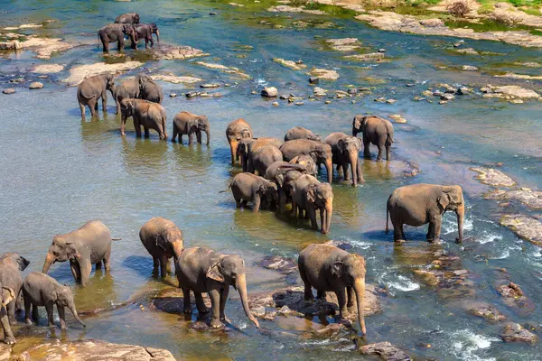 Manada Elefantes Río Sri Lanka — Foto de Stock