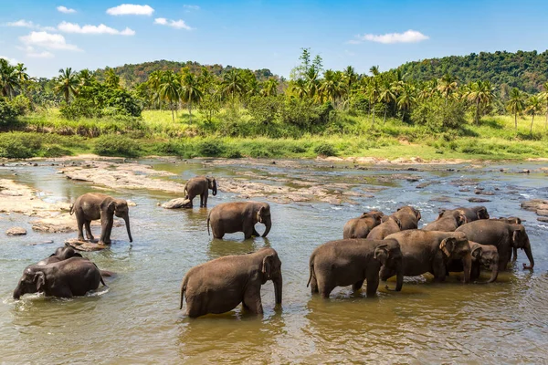 Sri Lanka 'daki Fil Yetimhanesi' nde fil sürüsü