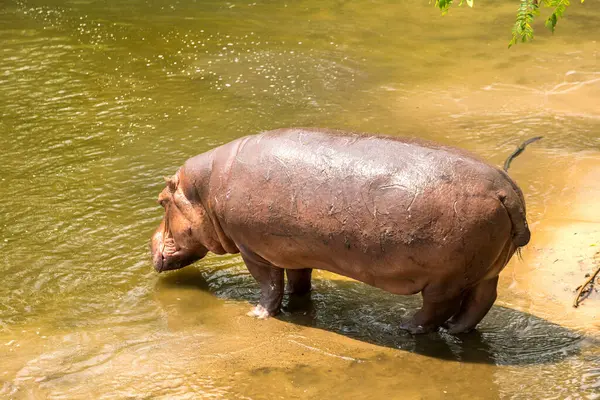 Hippopotame Unique Hippopotame Dans Rivière Journée Été — Photo