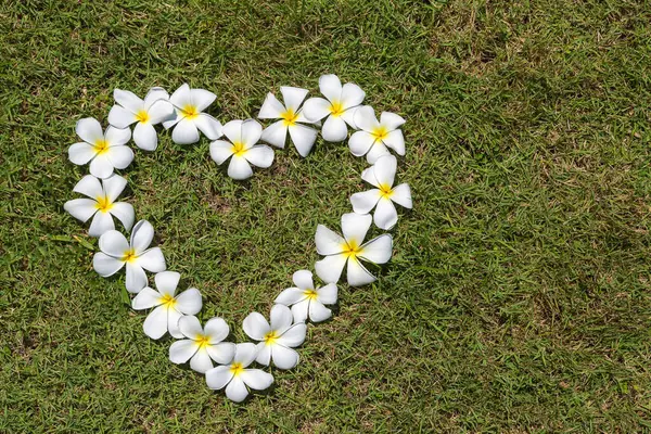 Heart Made Frangipani Plumeria Flowers Grass Background — Stock Photo, Image