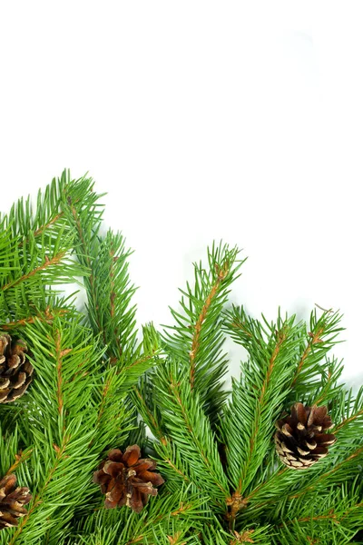 Christmas Background Cones Isolated White — Stock Photo, Image