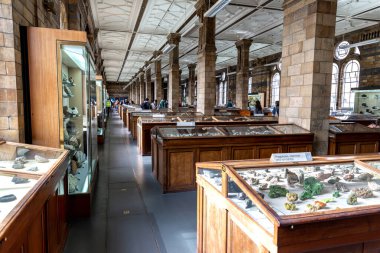 LONDON, İngiltere - 26 Eylül 2023: Londra, İngiltere 'deki Doğal Tarih Müzesi