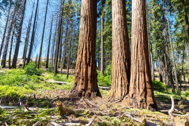 Sequoia Ulusal Parkı 'ndaki Giant Sequoia, ABD