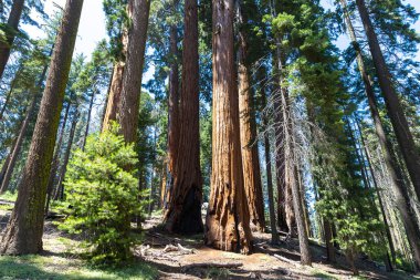 Sequoia Ulusal Parkı 'ndaki Giant Sequoia, ABD