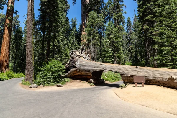 Tunnellogboek Sequoia National Park Californië Verenigde Staten Rechtenvrije Stockfoto's