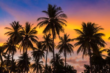 Gün batımında tropikal sahilde hindistan cevizi palmiye ağaçlarının silueti.