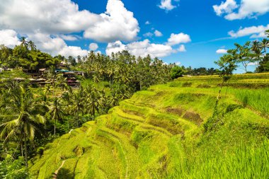 Bali, Endonezya 'da Tegallalang pirinç tarlası güneşli bir günde