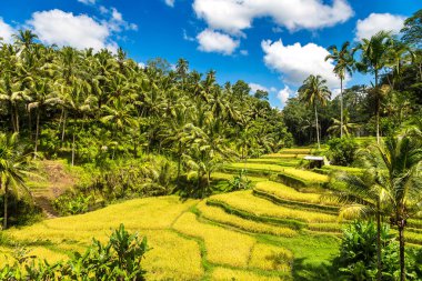 Bali, Endonezya 'da Tegallalang pirinç tarlası güneşli bir günde