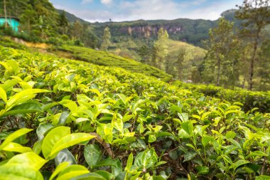 Nuwara Eliya, Sri Lanka 'daki çay tarlalarında yeşil çay tomurcukları ve taze yapraklar.