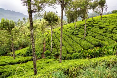 Nuwara Eliya, Sri Lanka 'daki çay tarlaları