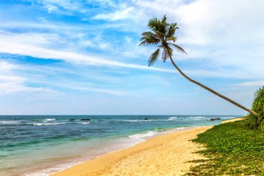 Sri Lanka 'da güneşli bir günde Sahilde Tek Palmiye ağacı