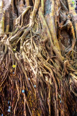 Gangaramaya Budist Tapınağı 'ndaki Bodhi ağacı, Colombo' da güneşli bir günde, Sri Lanka