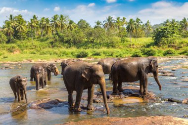 Herd of elephants at the river in Sri Lanka clipart