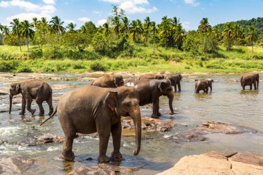 Sri Lanka 'daki nehirde fil sürüsü