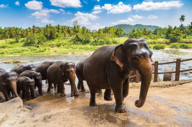 Sri Lanka 'da yaz günü fil sürüsü