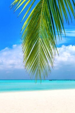 Güneşli bir günde Hindistan cevizi palmiyesi yapraklı tropik plaj