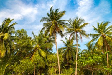 Palm tree at beautiful tropical beach in a summer day