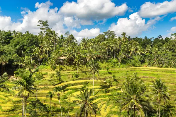 Bali, Endonezya 'da Tegallalang pirinç tarlası güneşli bir günde