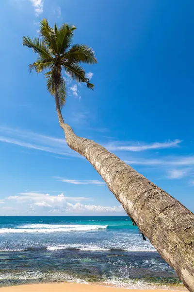Palm Tree Blue Sky Sunny Day — Stock Photo, Image