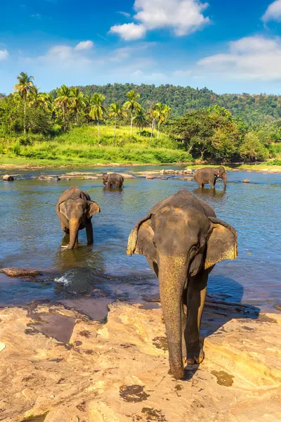 Herd Elephants River Central Sri Lanka Summer Day — Stock Photo, Image
