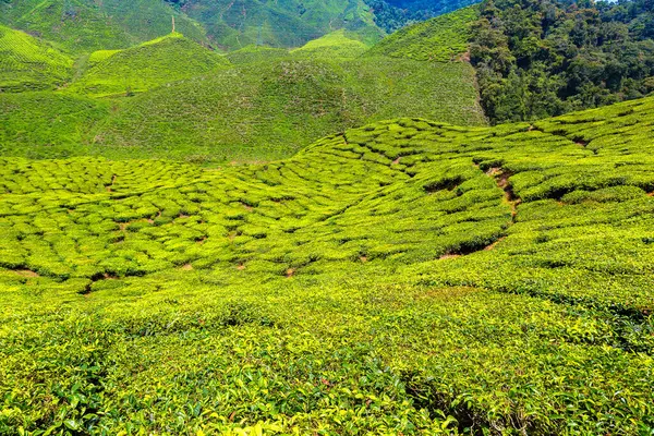 Panoramiczny Widok Plantacje Herbaty Słoneczny Dzień Obraz Stockowy
