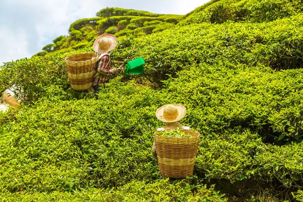 Arbeiter Pflücken Teeblätter Teeplantage Cameron Highlands Malaysia Stockfoto