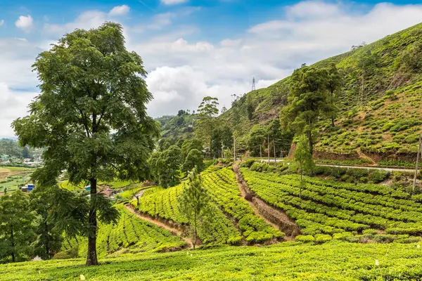 Čajové Plantáže Nuwara Eliya Srí Lanka Royalty Free Stock Obrázky