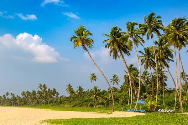 在斯里兰卡一个阳光灿烂的日子里 神奈川热带海滩 图库图片