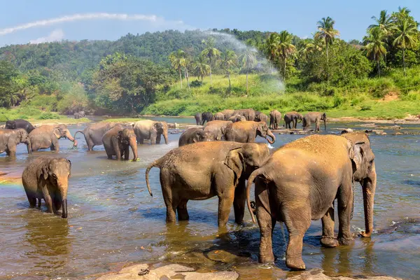 Herd Elephants Sri Lanka Sunny Day Stock Image