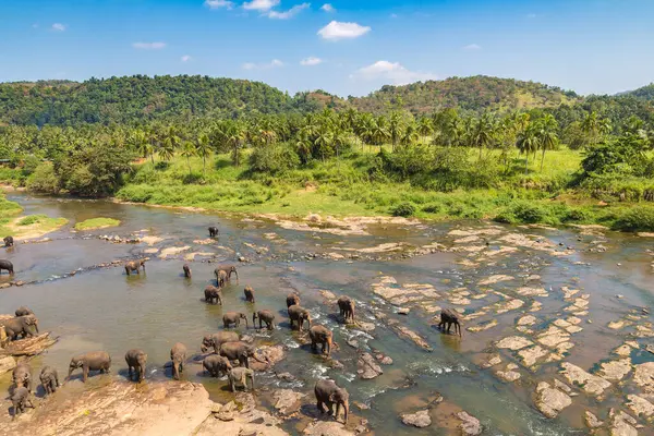 Manada Elefantes Orfanato Elefantes Sri Lanka Imágenes de stock libres de derechos