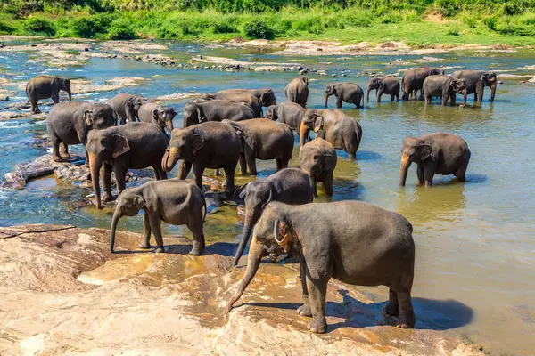 斯里兰卡大象孤儿院的大象群 图库图片