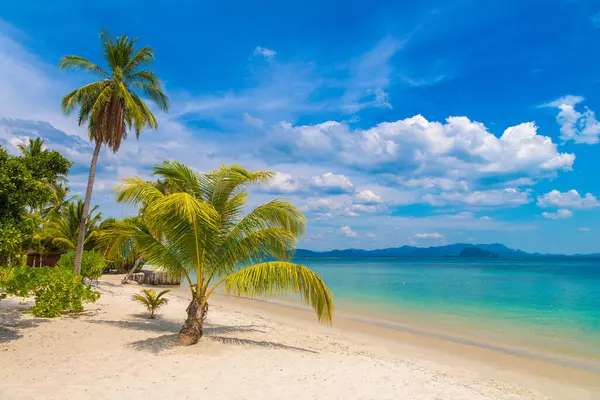 Enkele Kleine Palmboom Hangend Boven Tropisch Strand Met Wit Zand Rechtenvrije Stockfoto's
