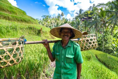 BALI, INDONEZYA - 28 Şubat 2020: Yaşlı çiftçi Bali, Endonezya 'daki Tegallalang pirinç teras sahasında omuzunda sepet taşıyor