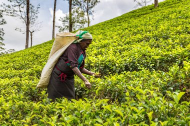 NUWARA ELIYA, SRI LANKA - 15 Şubat 2020: Nuwara Eliya, Sri Lanka 'daki çay tarlasında çay toplayan kadın
