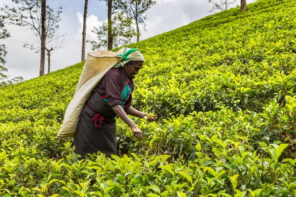 NUWARA ELIYA, SRI LANKA - 15 Şubat 2020: Nuwara Eliya, Sri Lanka 'daki çay tarlasında çay toplayan kadın