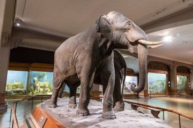 NEW YORK CITY, ABD - 29 Mart 2020: New York, ABD 'deki American Museum of Natural History' de fil