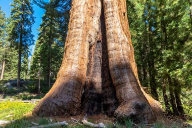 Sequoia Ulusal Parkı 'ndaki Giant Sequoia, ABD