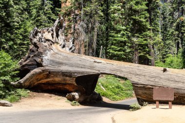 ABD 'nin Kaliforniya eyaletindeki Sequoia Ulusal Parkı' ndaki tünel kayıtları.