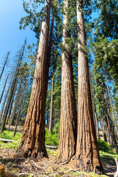 Giant Sequoia in Sequoia National Park in California, USA