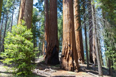Sequoia Ulusal Parkı 'ndaki Giant Sequoia, ABD