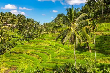 Bali, Endonezya 'da Tegallalang pirinç tarlası güneşli bir günde
