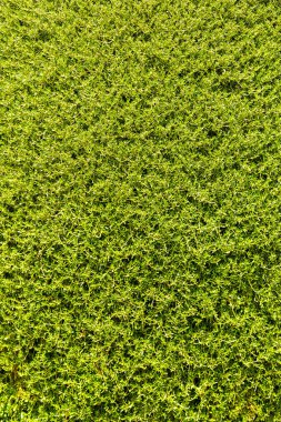 Natural green background in a summer day